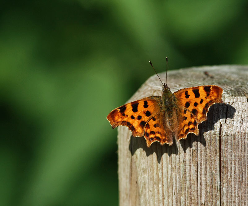 Papillon.jpg