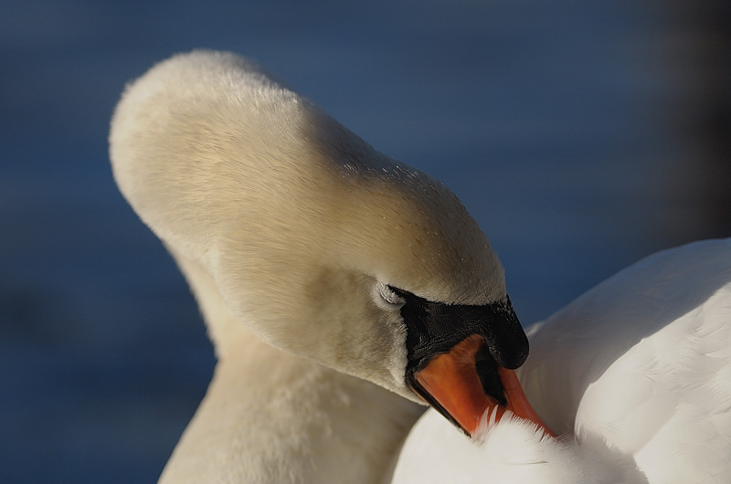 oiseau49-14.jpg