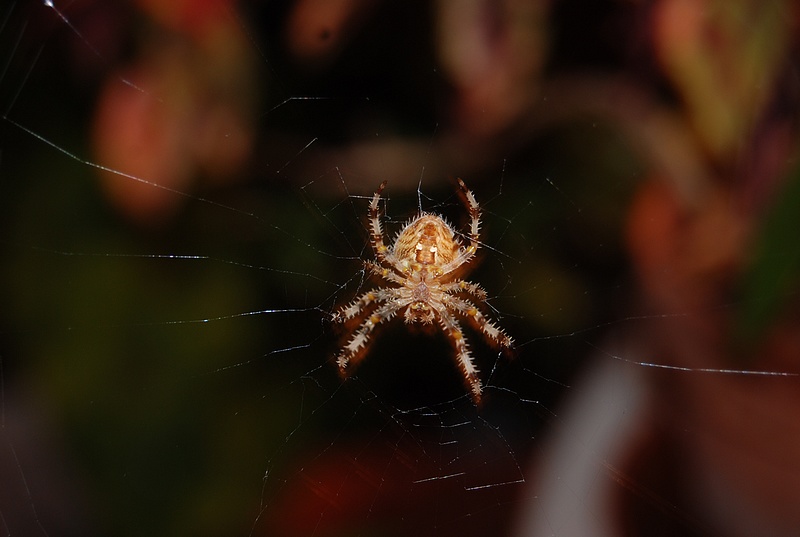 DSC_3561.JPG