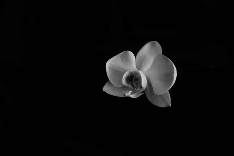 DSC09418-1.jpg