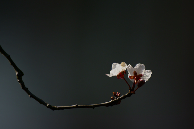 Prunus.JPG