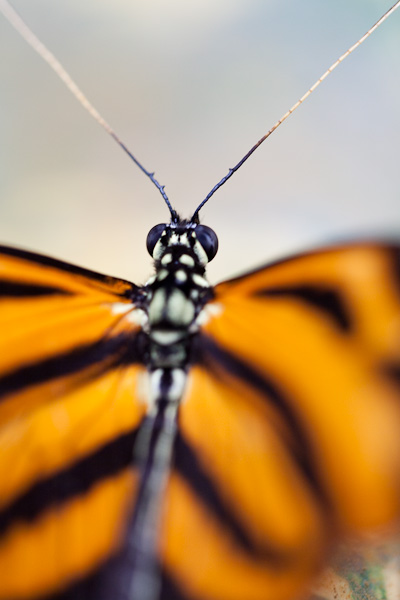 20090303-Papillorama008_030309.jpg