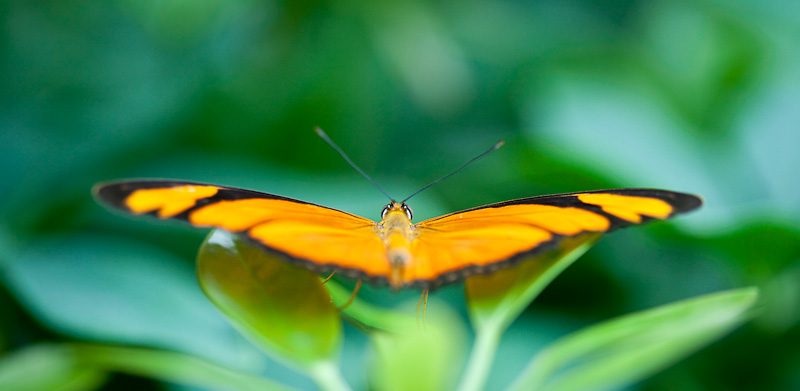 20090303-Papillorama031_030309.jpg