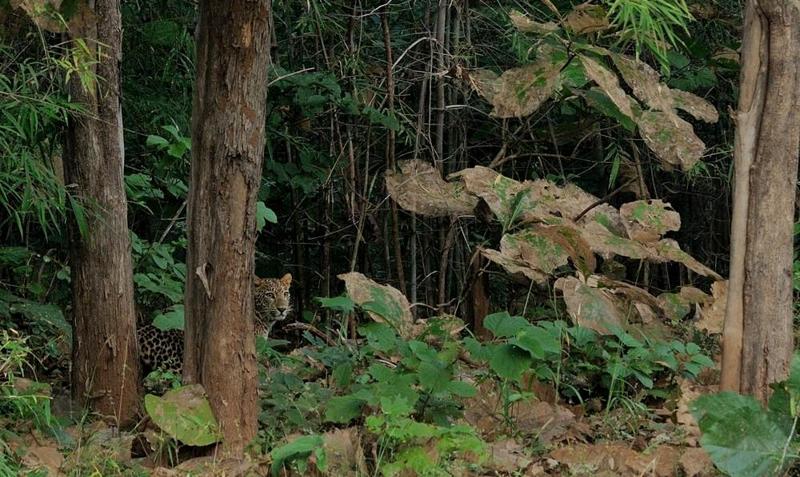 2013.11.03 003 Tadoba Panthère.jpg