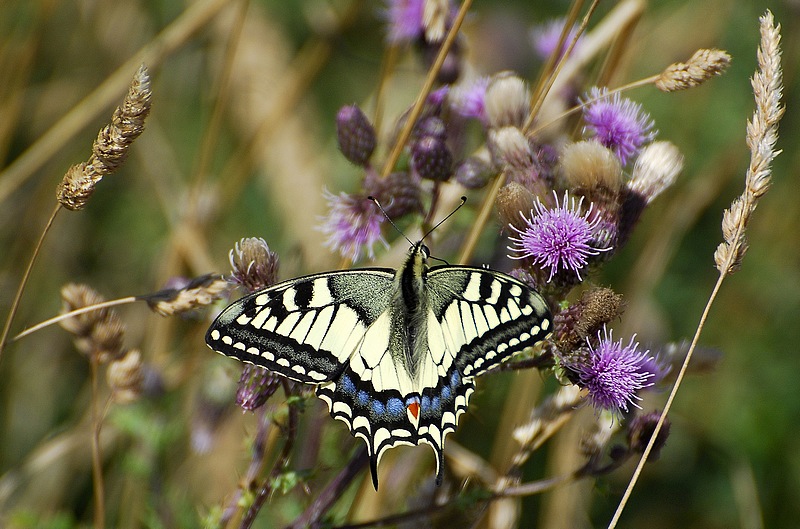 papillon libre.jpg