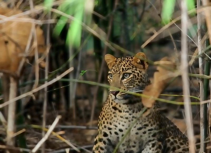 2013.11.03 005 Tadoba Panthère.jpg