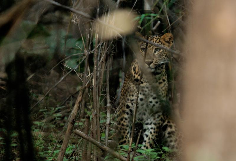 2013.11.03 008 Tadoba Panthère à 4 m dans la jungle.jpg