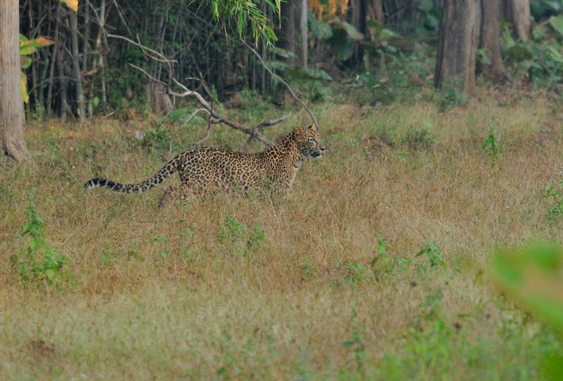 2013.11.03 009 Tadoba Panthère.jpg