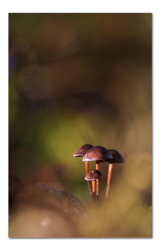 DSC03411-copie.jpg