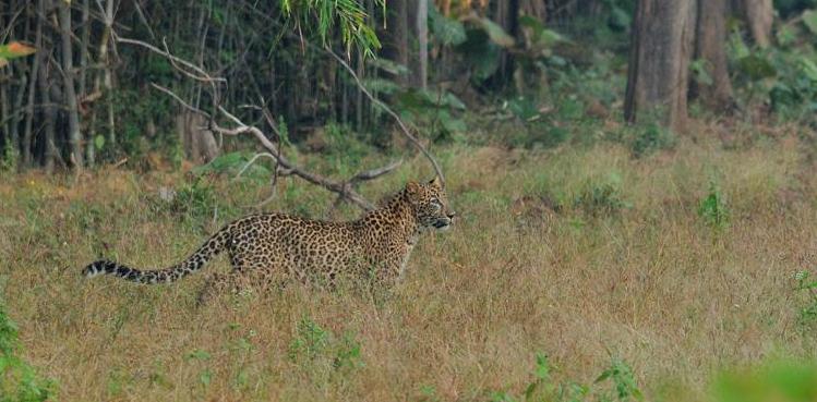 2013.11.03 009 Tadoba Panthère.jpg