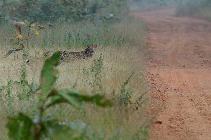2013.11.03 011 Tadoba Panthère.jpg