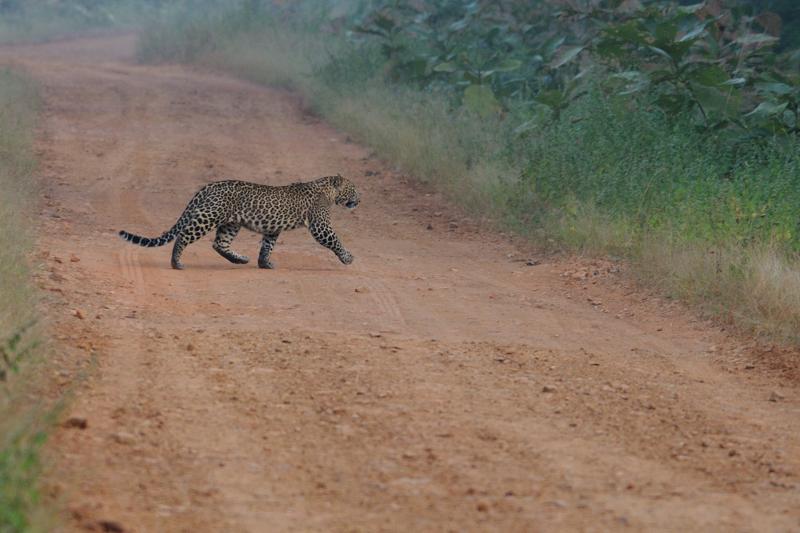 2013.11.03 013 Tadoba Panthère.jpg
