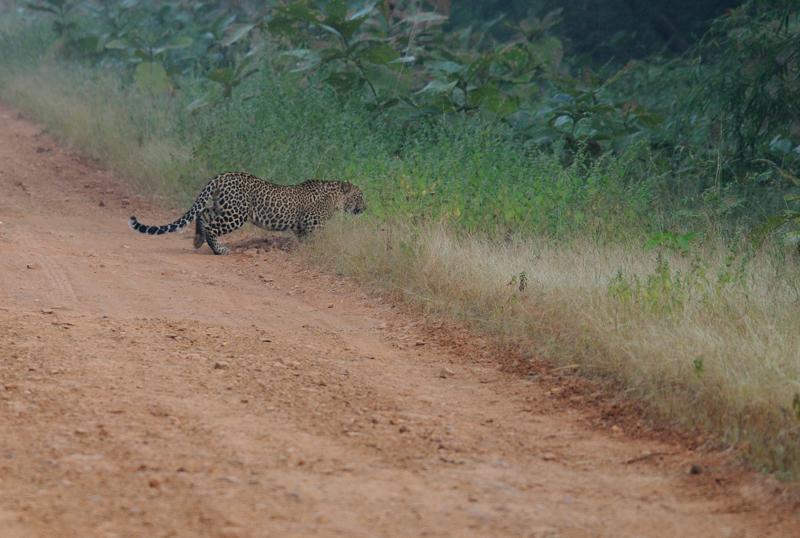 2013.11.03 014 Tadoba Panthère.jpg