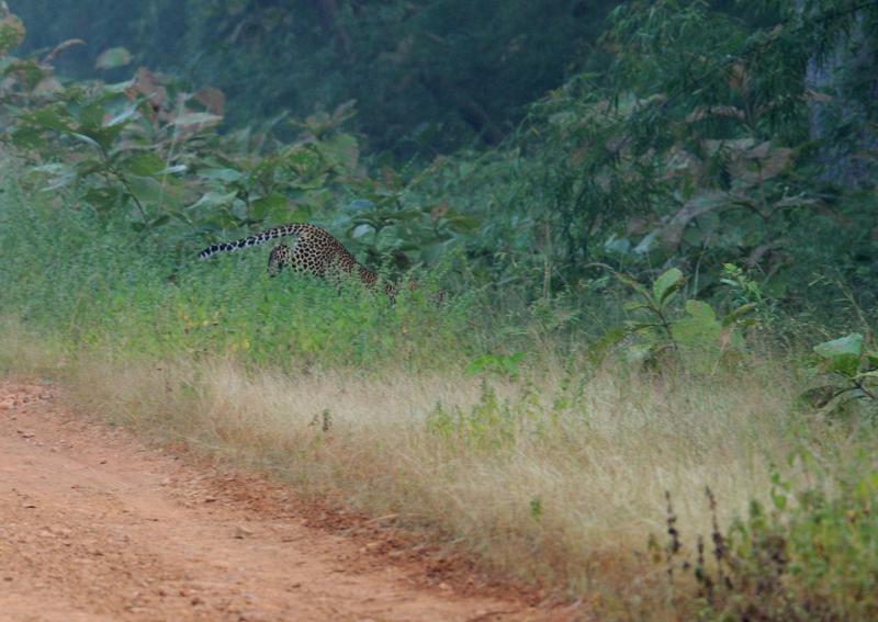 2013.11.03 015 Tadoba Panthère.jpg