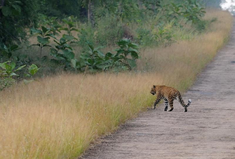 2013.11.03 078 Tadoba Panthère le soir.jpg