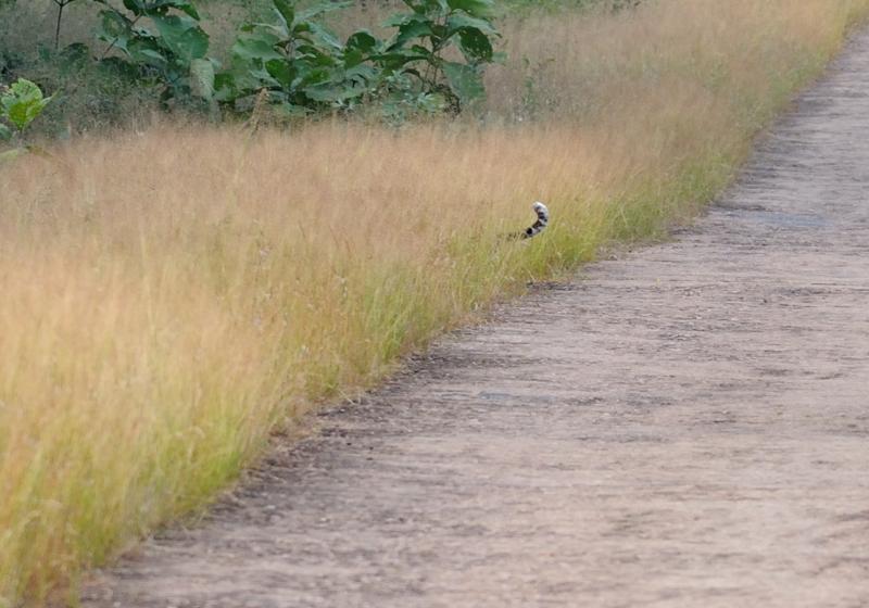 2013.11.03 079 Tadoba Panthère le soir.jpg
