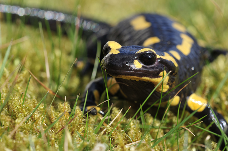 salamandre--web8077.jpg