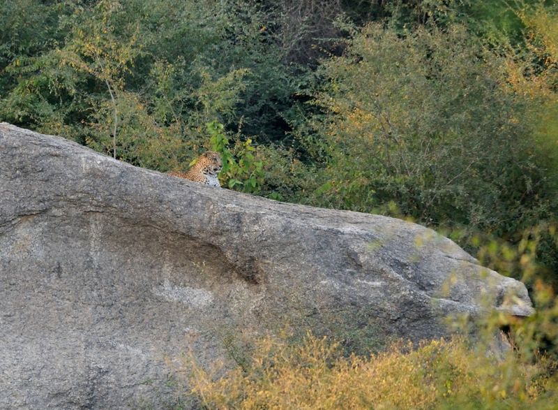 2013.11.06 010 Bera Panthère.jpg