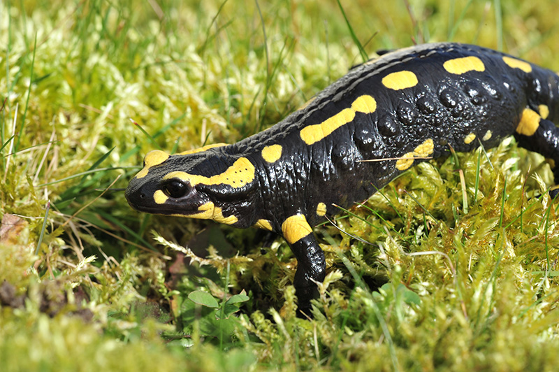 salamandre-web-8102.jpg