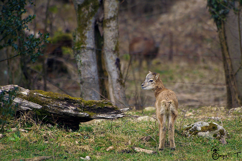 1-jeune_mouflon_2008.jpg