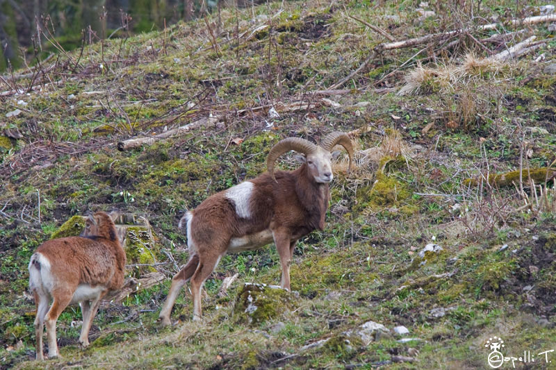 3-mouflon_jaune_2011.JPG