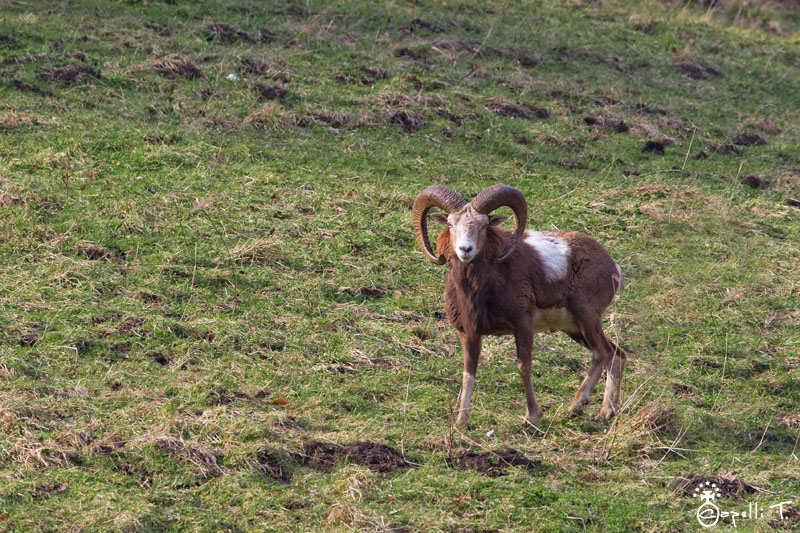 4-mouflon_jaune_2012(2).JPG