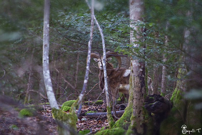 5-mouflon_jaune_2013.JPG