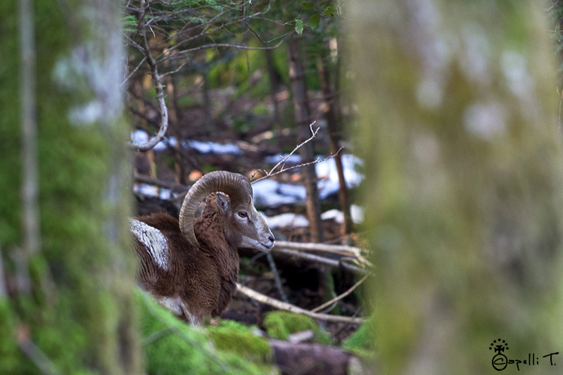 6-mouflon_jaune_2013(2).JPG