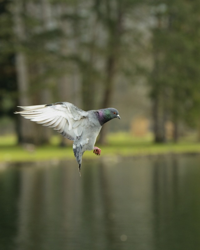 Pigeon biset_6.jpg
