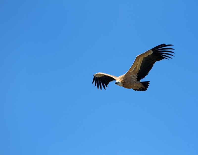vautours 2012_576.jpg