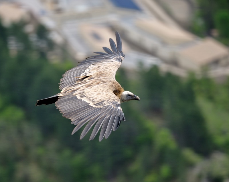 vautours 2013-3.jpg