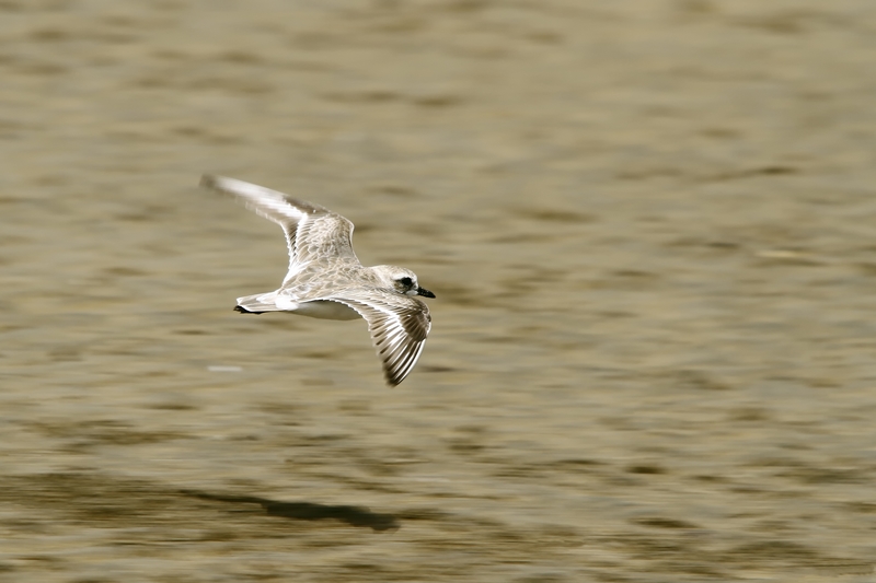 GRAVELOT DE LESHENAULT (Charadrius leschenaultii).jpg