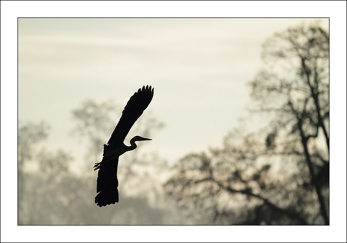 2011-12-11_IMG_4085_heron_imageetnat.jpg