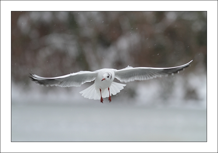 2013-01-20_IMG_7441_mouette_vol_image_et_nat.jpg