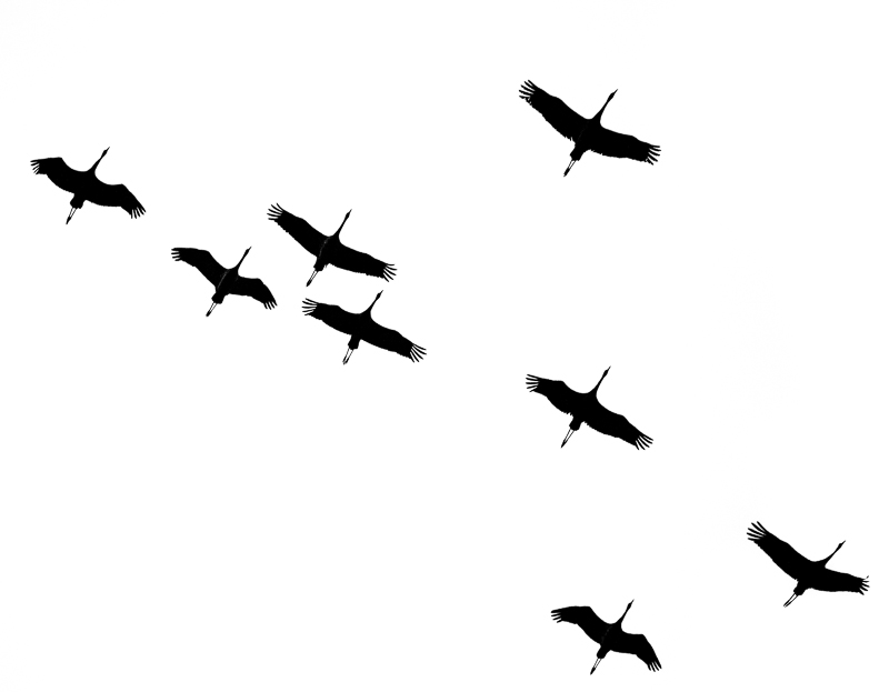 Oiseaux en vol-1.jpg