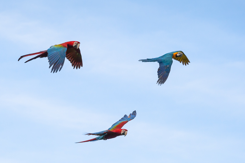Oiseaux en vol-2.jpg