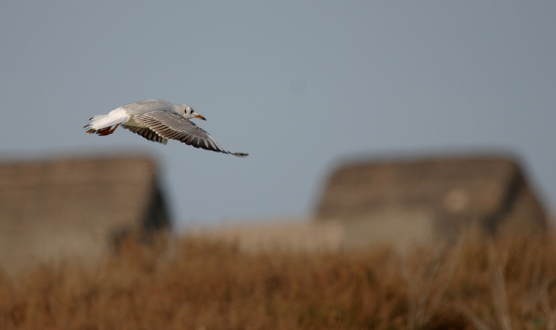 mouette rieuse et cabanes de pêcheurs.jpg