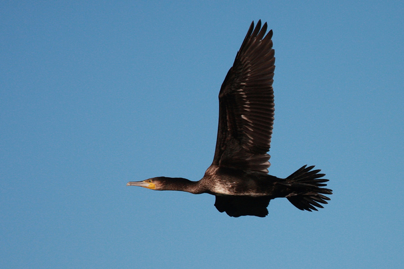 vol du grand cormoran.jpg
