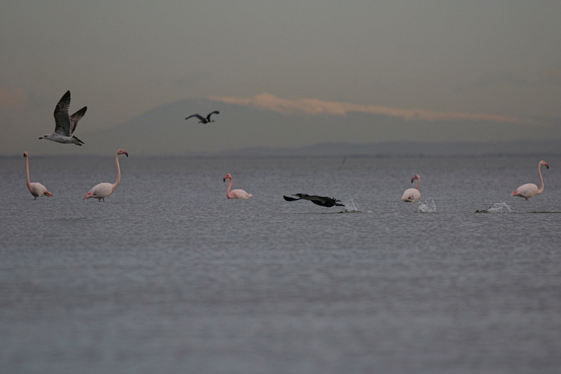 oiseaux et canigou.jpg