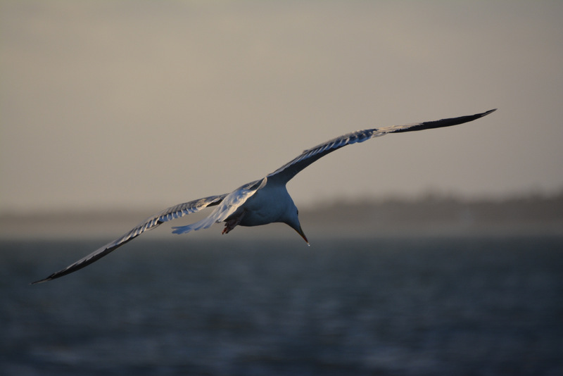 DSC_0599-002.JPG