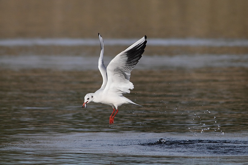 mouette.JPG