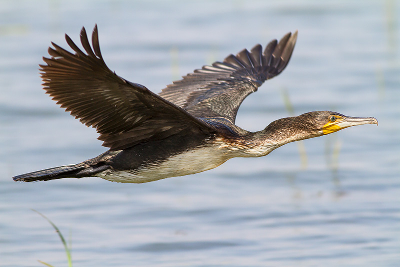 Cormoran.jpg