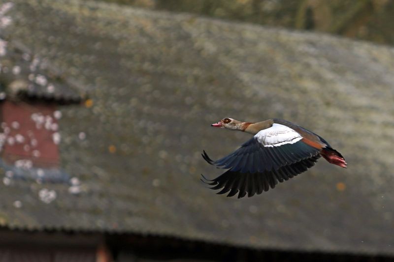 2014 03 04_Mellaerts_1045.jpg