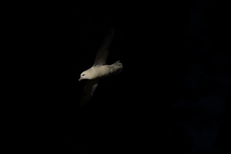 oiseau vol2.JPG
