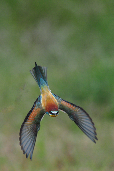 DSC_8336_copy.jpg