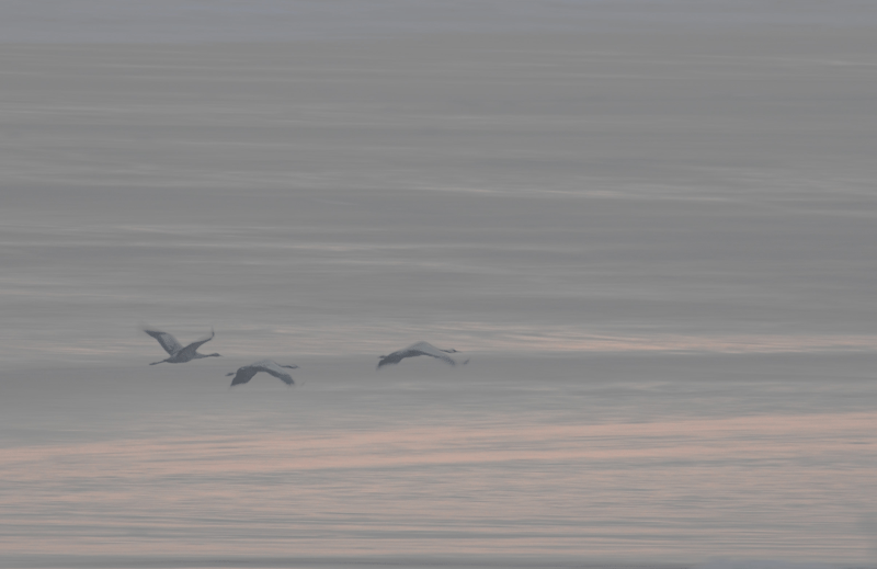 DSC_4057-copie.gif