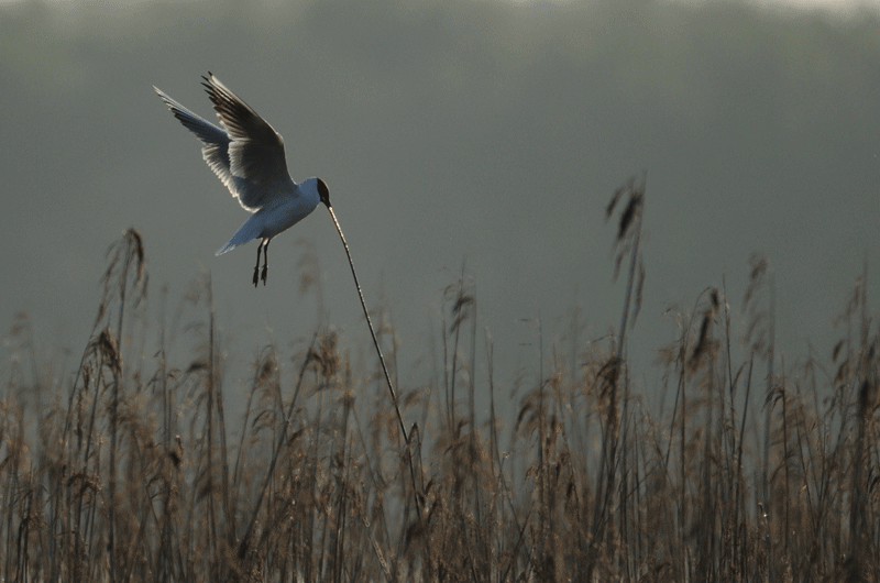 DSC_8063-copie.gif