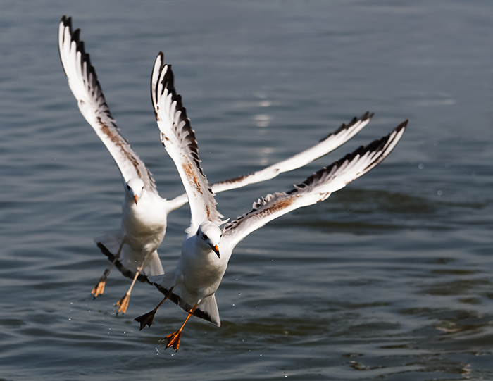 DSC_6800.jpg
