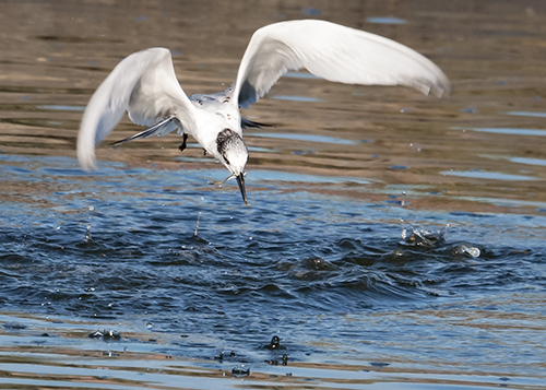 DSC_6229.jpg