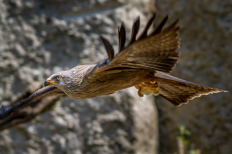 17042011 - Didier G.jpg